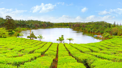Bois Cheri Tea Factory