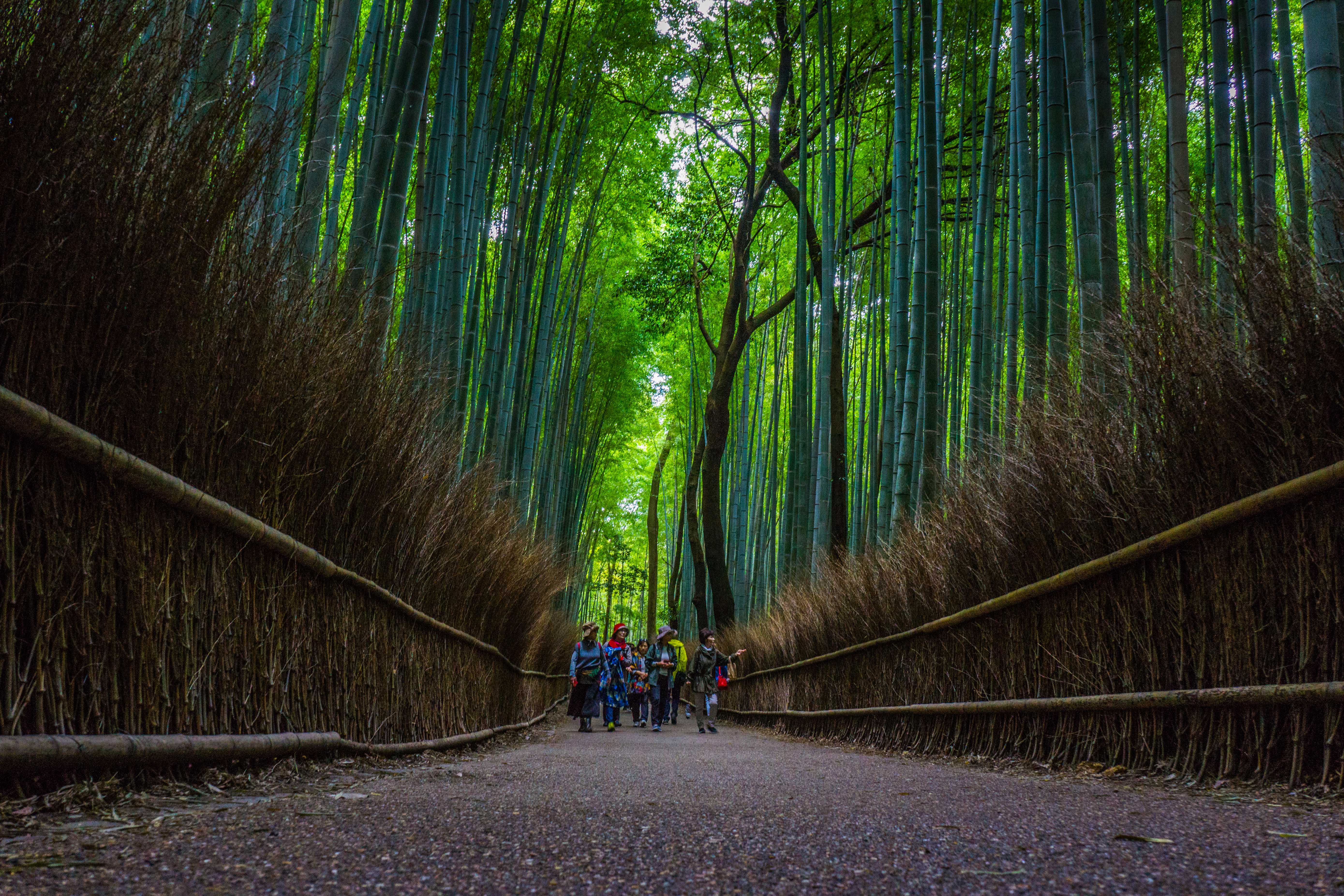 Arashiyama Bamboo Forest