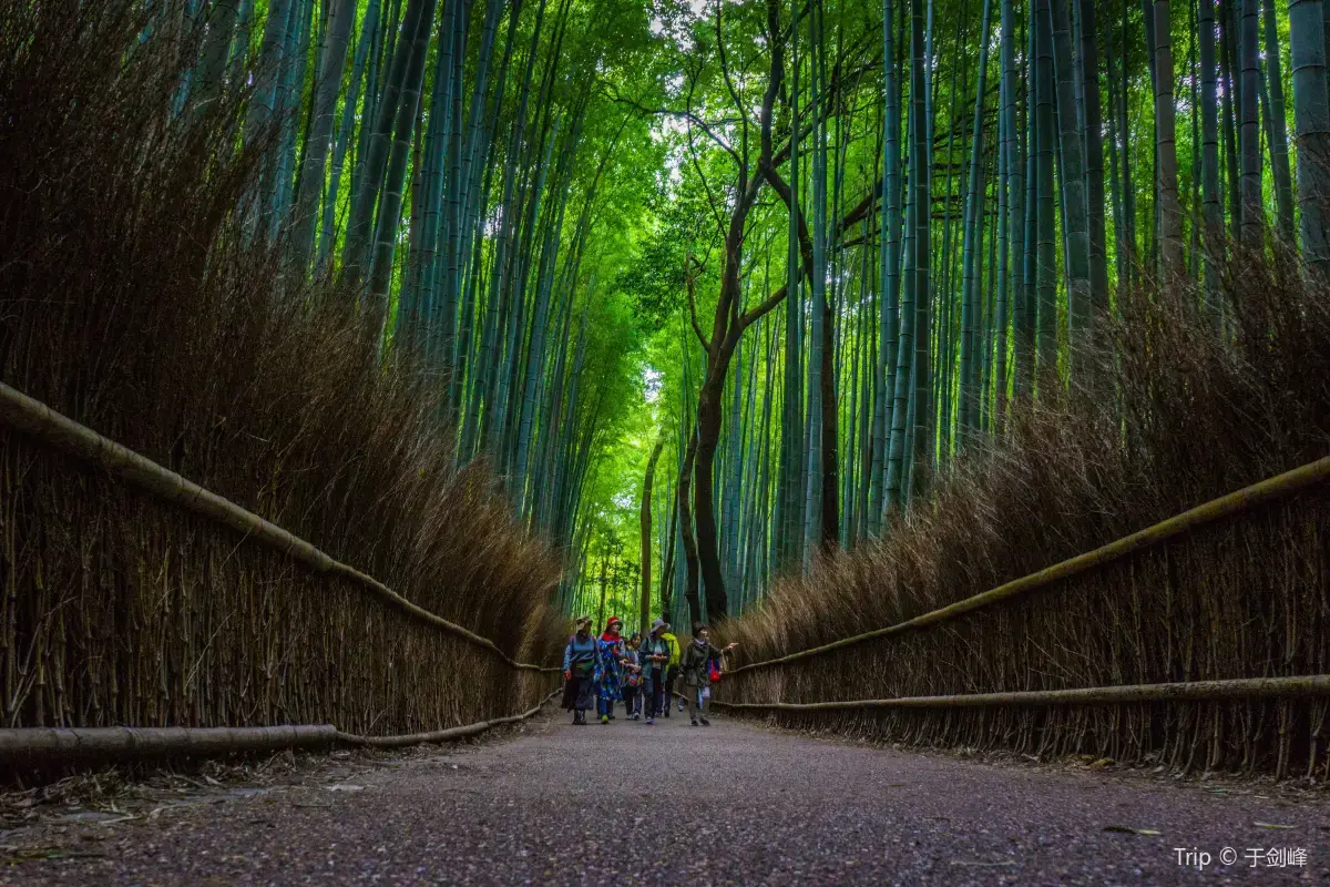 京都和服, 嵐山竹林小徑