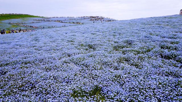 國營常陸海濱公園