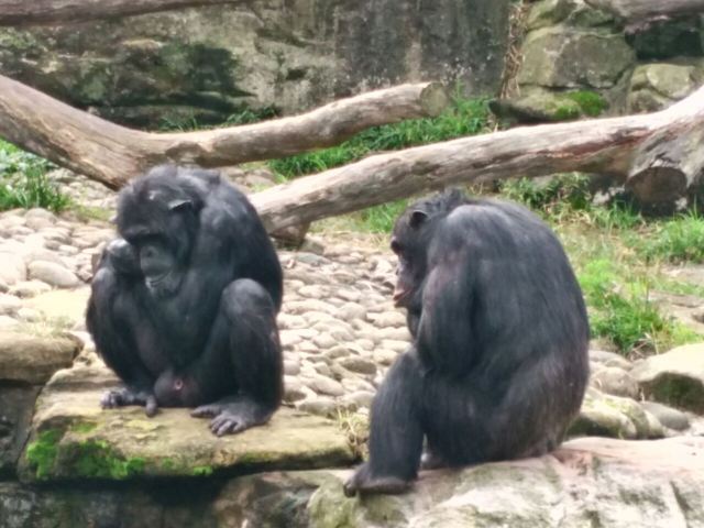 Taronga Zoo