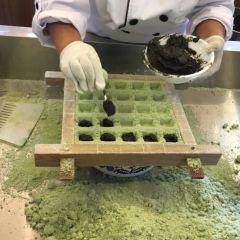 Green Tea User Photo