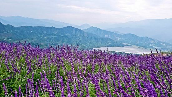 从机场出來直接过去的，离机场十多分钟车程吧。风景不错，玫瑰花