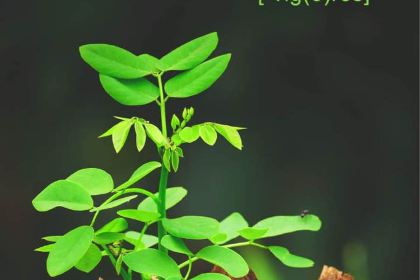 Zhouhei Duck (manhadunguangchang)