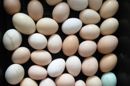 KEN DE JI JIN YING DIAN