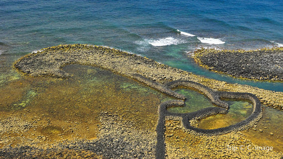 Shihu del doppio cuore di Qimei