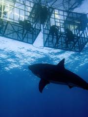 鯊籠潛水