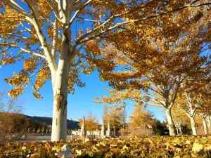 Popular Fall Viewing Attractions in Dunhuang