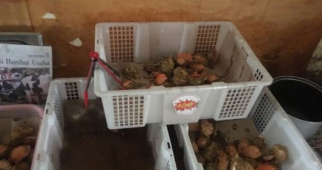 Ketam ISI Adena