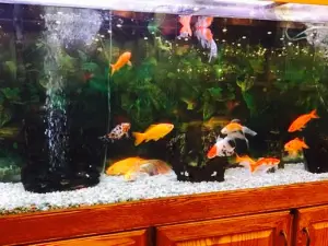 Empire Buffet