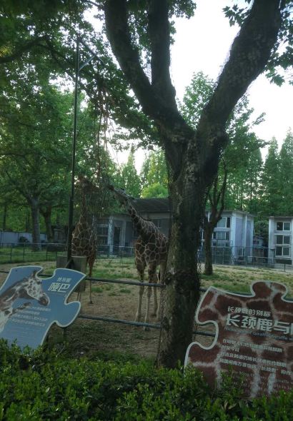 尚食卢记烧饼(凤凰路总店)