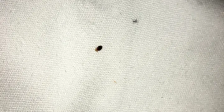 L'Auberge Le Mouton Blanc Restaurant