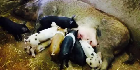 Azienda Agricola Calcinaia