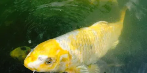 Strandlyst Hotel & Restaurant