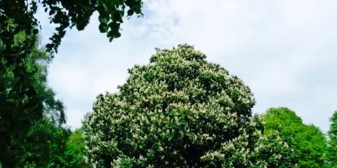 Restaurant Danenkroog