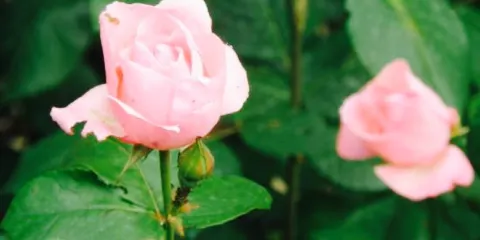 Grill Pizzeria Stella