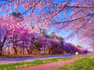 Nijukken Road Cherry Blossoms