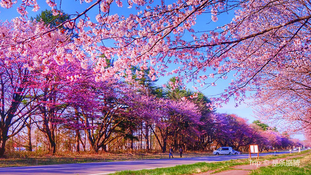 Nijukken Road Cherry Blossoms