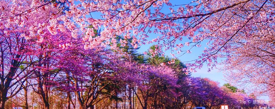 Nijukken Road Cherry Blossoms