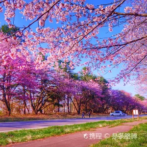 二十間道路櫻花
