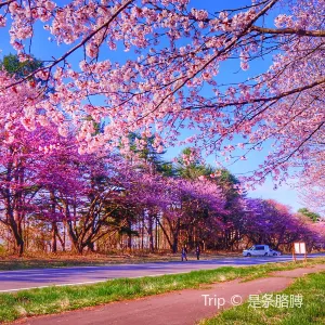 二十間道路櫻花