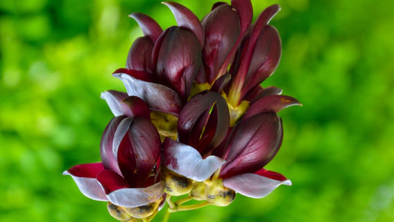 Грязный лес