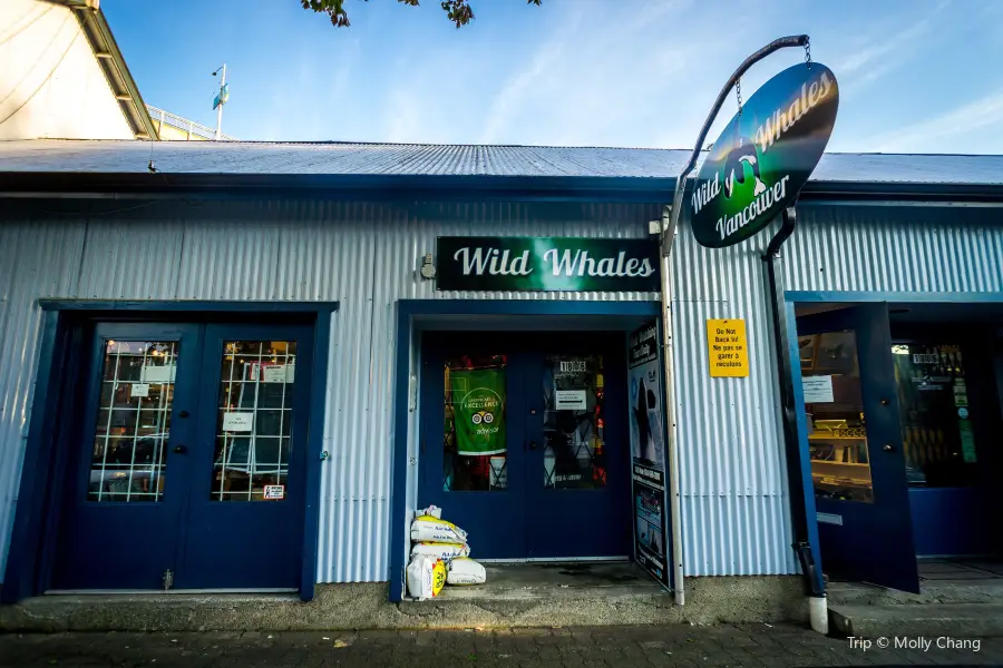 Wild Whales Vancouver