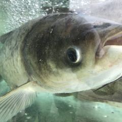 鱼吃渔醉湖鲜馆 User Photo