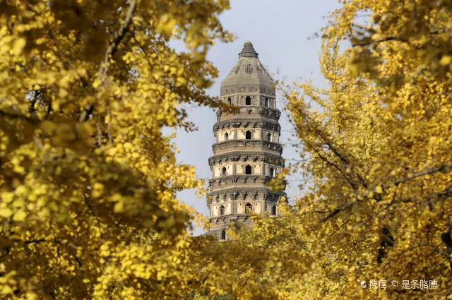 Yunyan Pagoda rising through golden ginkgo trees at Tiger Hill