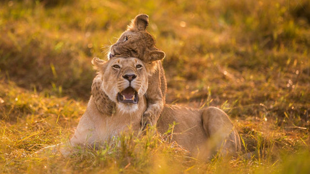 Hengshui Wildlife Park