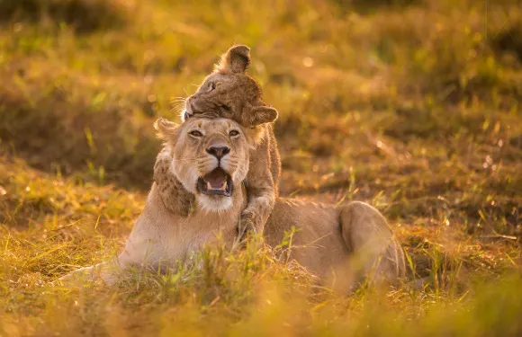 衡水野生動物園自駕車車票（不包括景區門票）