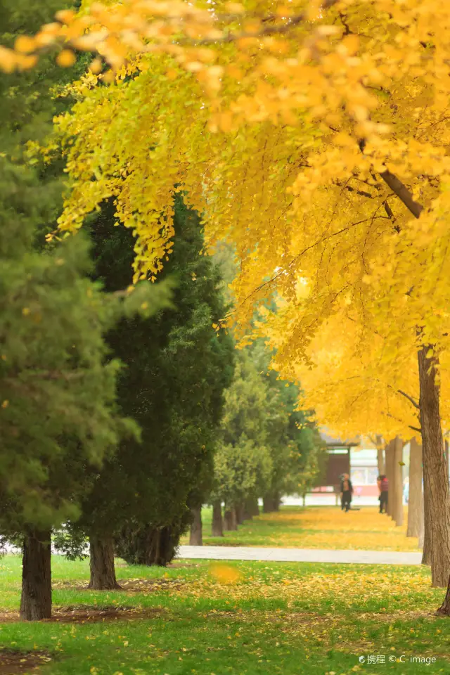 การชมดอกแปะก๊วยที่ปักกิ่ง