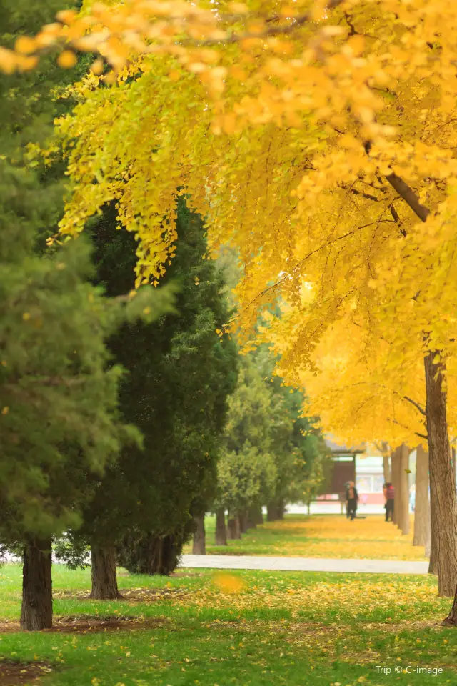 Ginkgo Viewing in Beijing