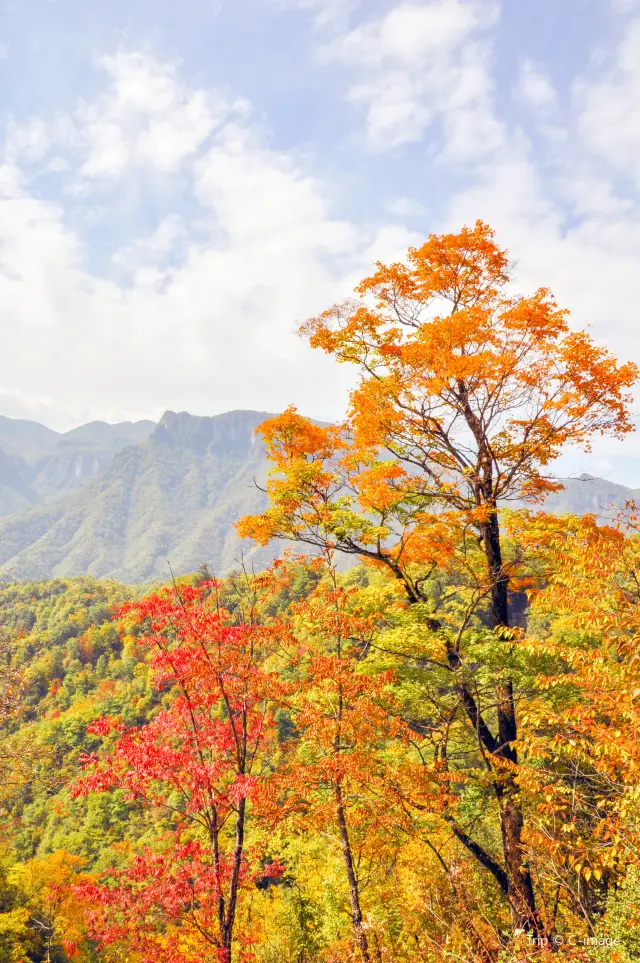 Fall Foliage Sightseeing in Shennongjia