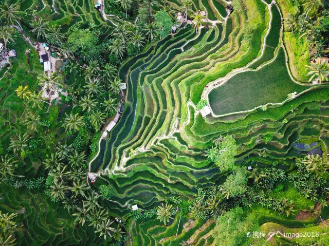 Terraced Fields Viewing in Bali