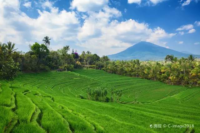Terraced Fields Viewing in Bali