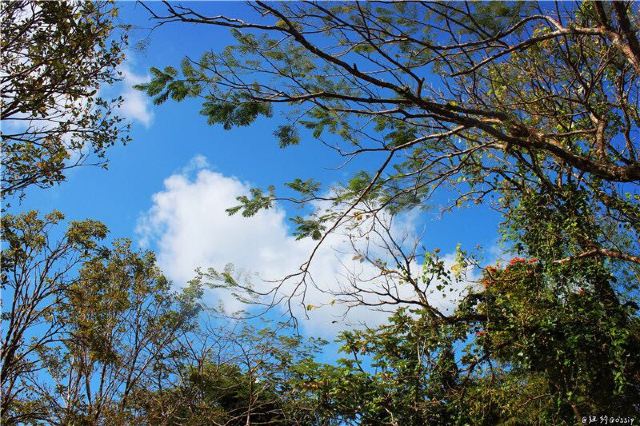 The El Yunque National Forest