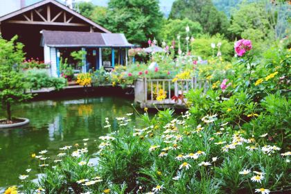 南莊山芙蓉咖啡