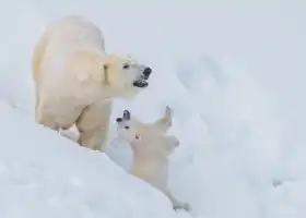拉努阿野生動物園