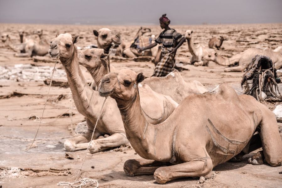 Yanbu to Asmara Flights