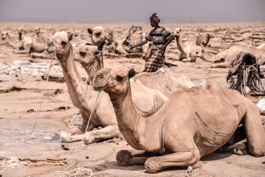 Split to Asmara Flights