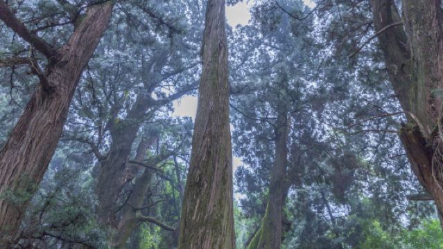 廣元翠雲廊一日遊包車純玩徒步翠雲廊含成都三環內接送