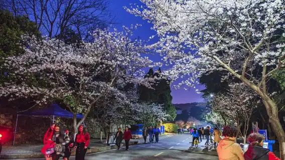 Yellow Crane Tower + Provincial Museum + East Lake + Qingchuan Pavilion + Hankou River Beach guide and translation attractions adjustable G