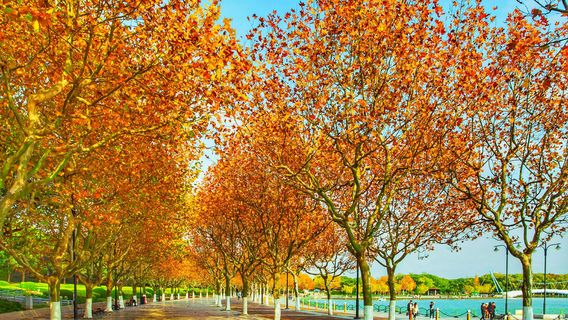 Sycamore Tree Viewing in Shanghai