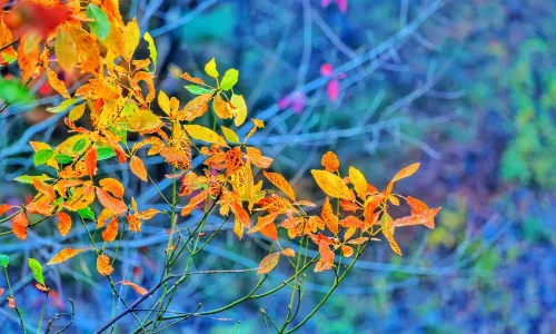 Tiantangzhai National Forest Park