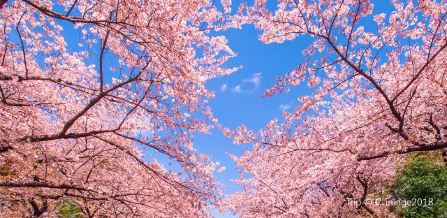 Cherry Blossom Viewing in Tokyo