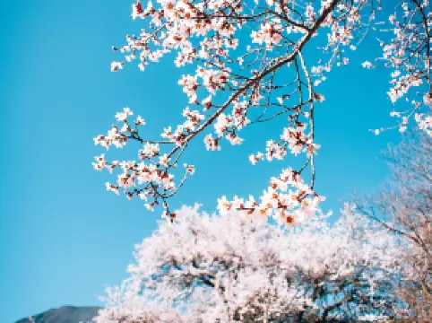 Bomi Peach Blossom Valley