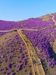 Azalea Slope of Cuiping Mountain