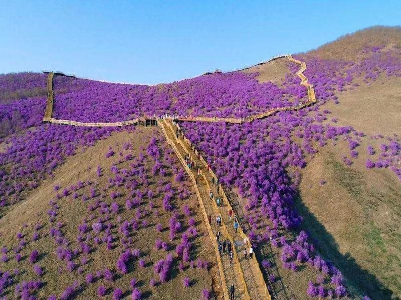 Azalea Slope of Cuiping Mountain