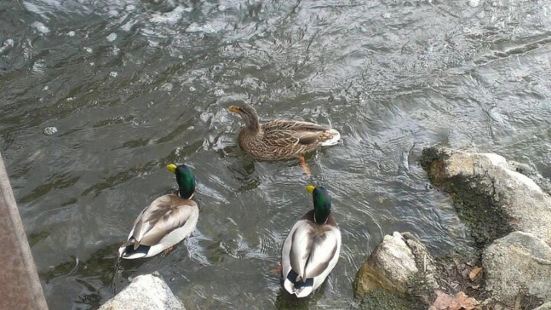 巴柏亞湖公園是洛杉磯蠻有名的的公園，適合帶上孩子一起來，眾所